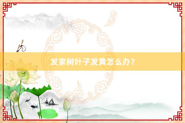 发家树叶子发黄怎么办？